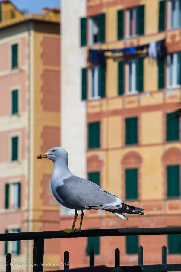 La Casa Di Francy Apartman Camogli Kültér fotó